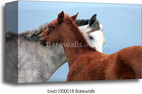 Two horses in love by Alexey Zobov, Canvas Print