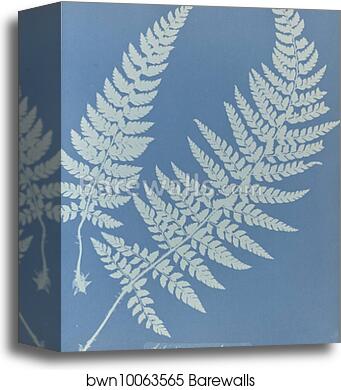 Aspidium aculeatum, British by Anna Atkins, Canvas Print