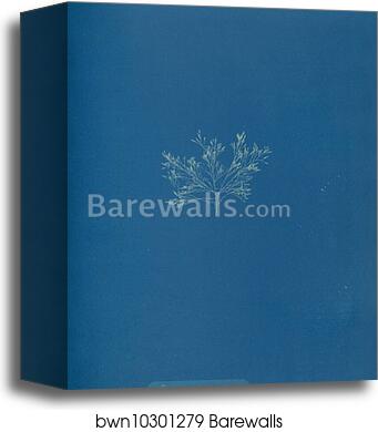 Cystoseira barbata by Anna Atkins, Canvas Print