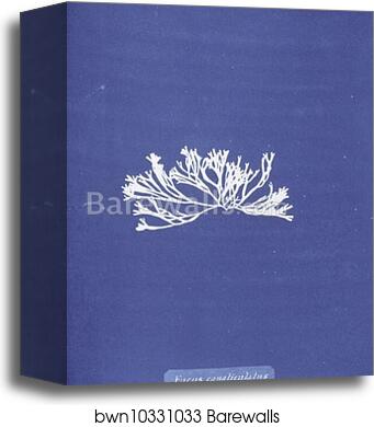 Fucus canaliculatus by Anna Atkins, Canvas Print