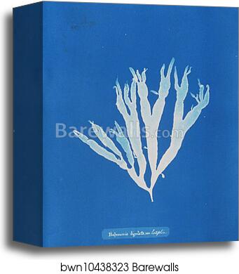 Halymenia ligulata var. latifolia by Anna Atkins, Canvas Print Halymenia ligulata var. latifolia by Anna Atkins, Canvas Print