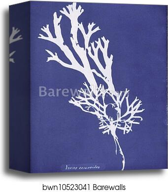 Fucus ceranoides by Anna Atkins, Canvas Print
