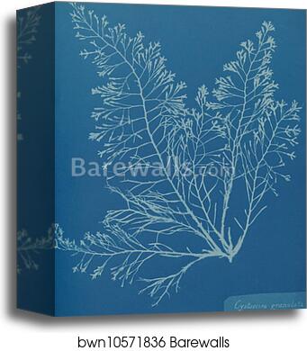 Cystoseira granulata. Cyanotype photogram by Anna Atkins, Canvas Print Cystoseira granulata. Cyanotype photogram by Anna Atkins, Canvas Print