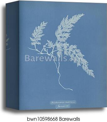 Trichomanes radicans, Jamaica by Anna Atkins, Canvas Print