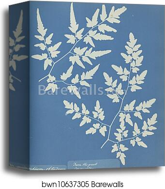 Aspidium obtusium by Anna Atkins, Canvas Print
