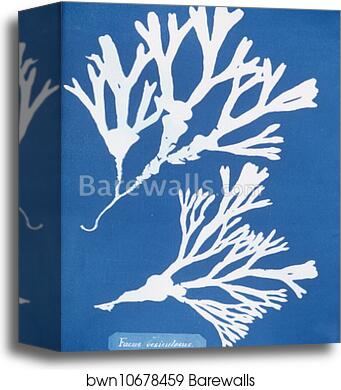 Fucus vesiculosus by Anna Atkins, Canvas Print
