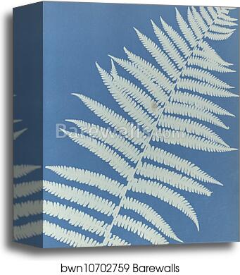 Lastrea oreopteris by Anna Atkins, Canvas Print