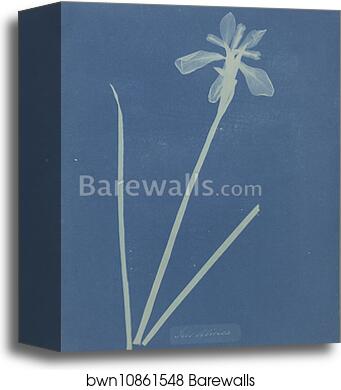 Iris Sibirica by Anna Atkins, Canvas Print