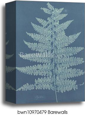 Ceylon/Fern by Anna Atkins, Canvas Print