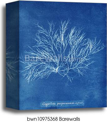 Gigartina purpurascens in fruit by Anna Atkins, Canvas Print