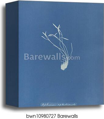 Asplenium septentrionale, British by Anna Atkins, Canvas Print