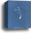 Asplenium septentrionale, British by Anna Atkins, Canvas Print