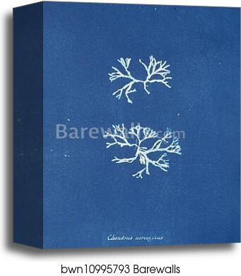 Chondrus norvegicus by Anna Atkins, Canvas Print