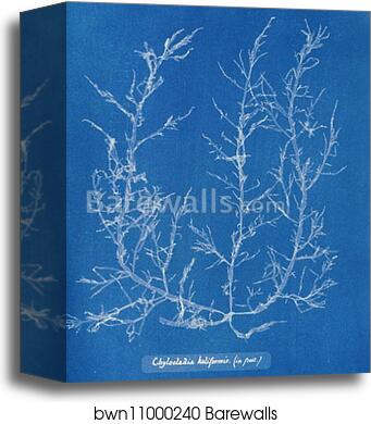 Chylocladia kaliformis (in fruit) by Anna Atkins, Canvas Print