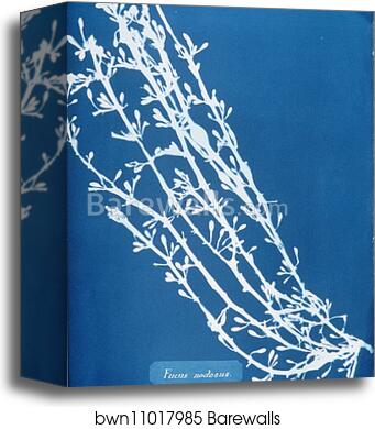 Fucus nodosus by Anna Atkins, Canvas Print