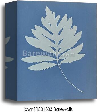 Onoclea sensibilis, New Jersey by Anna Atkins, Canvas Print Onoclea sensibilis, New Jersey by Anna Atkins, Canvas Print