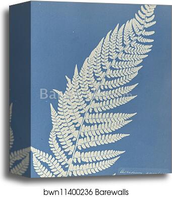 Aspidium angulare by Anna Atkins, Canvas Print