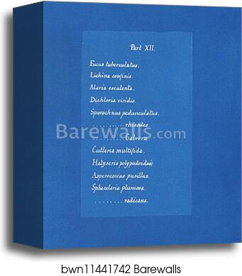 Contents list by Anna Atkins, Canvas Print