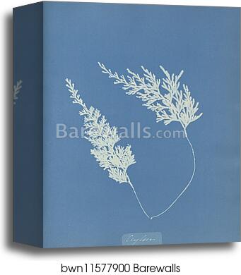 Ceylon by Anna Atkins, Canvas Print