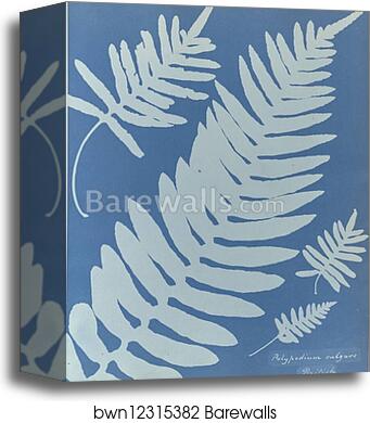 Polypodium vulgare, British by Anna Atkins, Canvas Print