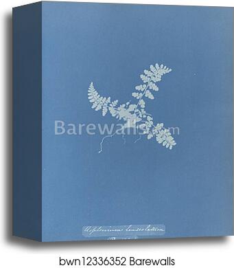 Asplenium lanceolatum, British by Anna Atkins, Canvas Print Asplenium lanceolatum, British by Anna Atkins, Canvas Print