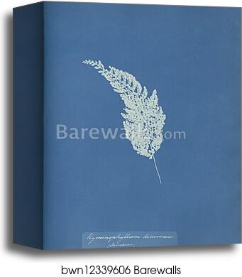 Hymenophyllum decurrens, Jamaica by Anna Atkins, Canvas Print