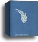 Hymenophyllum decurrens, Jamaica by Anna Atkins, Canvas Print