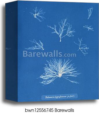 Delesseria hypoglossum (in fruit) by Anna Atkins, Canvas Print