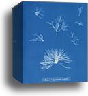 Delesseria hypoglossum (in fruit) by Anna Atkins, Canvas Print