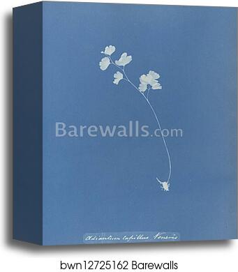 Adiantum capillus veneris, British by Anna Atkins, Canvas Print Adiantum capillus veneris, British by Anna Atkins, Canvas Print