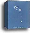 Adiantum capillus veneris, British by Anna Atkins, Canvas Print