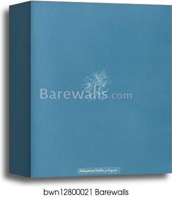 Schizonema Smithii, ß torqata by Anna Atkins, Canvas Print