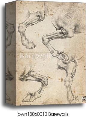 Studies of Horse's Leg by Leonardo Da Vinci, Canvas Print