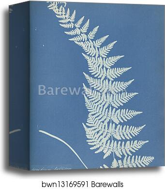 Aspidium bulbiferum, Montreal by Anna Atkins, Canvas Print