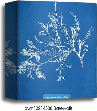 Cystoseira foeniculacea by Anna Atkins, Canvas Print