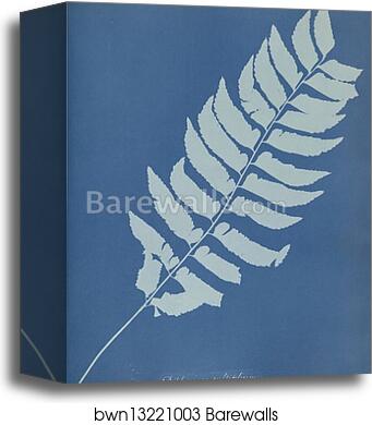 Diplazium cultifolium by Anna Atkins, Canvas Print
