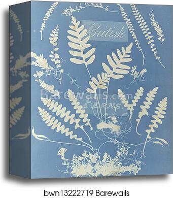 British Ferns by Anna Atkins, Canvas Print