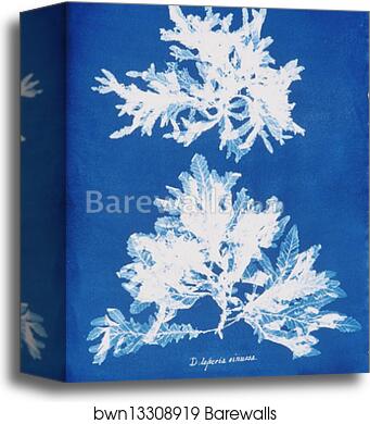 Delesseria sinuosa by Anna Atkins, Canvas Print