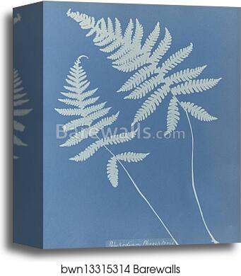 Polypodium phegopteris, British by Anna Atkins, Canvas Print