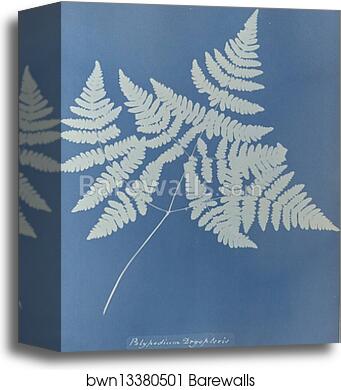 Polypodium dryopteris, British by Anna Atkins, Canvas Print