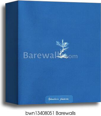 Sphacelaria plumosa by Anna Atkins, Canvas Print