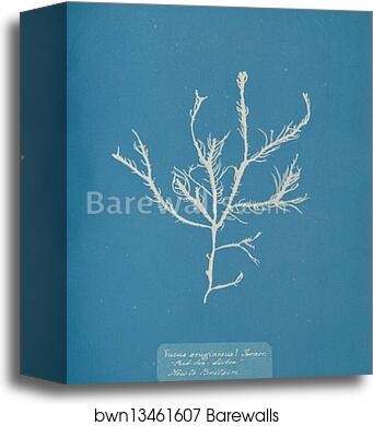 Fucus æruginosus Turner. "Med. Sea Sisbon" New to Britain by Anna Atkins, Canvas Print Fucus æruginosus Turner. "Med. Sea Sisbon" New to Britain by Anna Atkins, Canvas Print