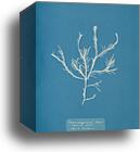 Fucus æruginosus Turner. "Med. Sea Sisbon" New to Britain by Anna Atkins, Canvas Print