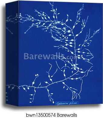Cystoseira fibrosa by Anna Atkins, Canvas Print