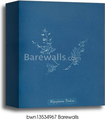 Polysiphonia Brodiaei [Part X] by Anna Atkins, Canvas Print