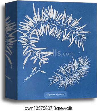 Sargassum plumosum by Anna Atkins, Canvas Print