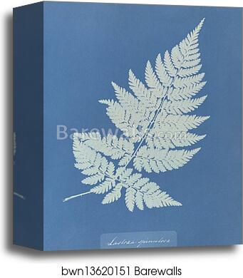 Lastrea spinulosa by Anna Atkins, Canvas Print