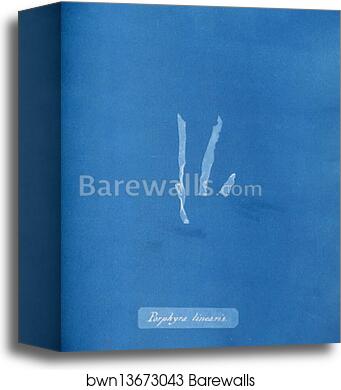 Porphyra linearis by Anna Atkins, Canvas Print