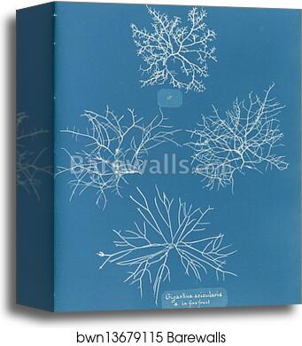 Gigartina acicularis, a. in fine fruit by Anna Atkins, Canvas Print