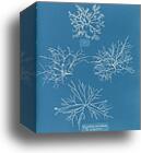 Gigartina acicularis, a. in fine fruit by Anna Atkins, Canvas Print